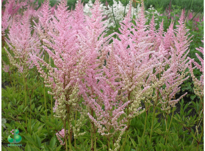 Astilbe × arendsii   'Lachskönigin'